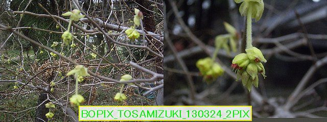Bopix_tosamizuki_130324_2pix_3