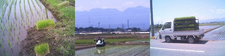 Iob_taue_sutenae_1406m