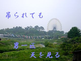 Iob_photo_hikuling_koinobori2016_2