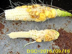 Iob_corn2016