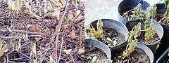 Iob_fuyugare_161126