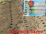 Iob_2018_ms_daikon_20180419