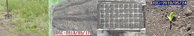 Iob_2018_swt_corn__20180524