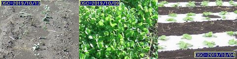 Iob_2019_daikon_kakina_19
