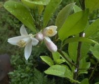 Lemon_masui_f_s_2