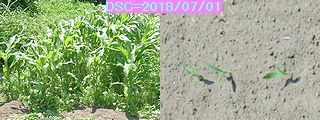 Iob_2018_sw_corn_201871