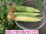 Iob_2018_sw_corn_20180727