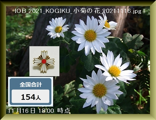 Iob_2021_kogiku__20211116